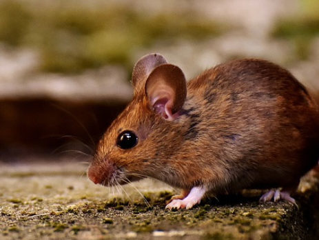 anti nuisible par ultrasons pour lutter contre les souris et rongeurs