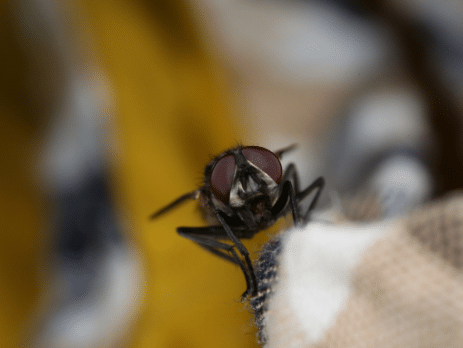 Éloigner les mouches à l'extérieur de votre maison - REPULSATOR
