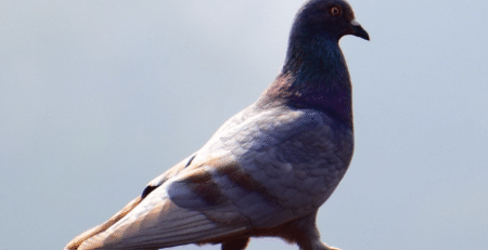 pigeon-repulsator