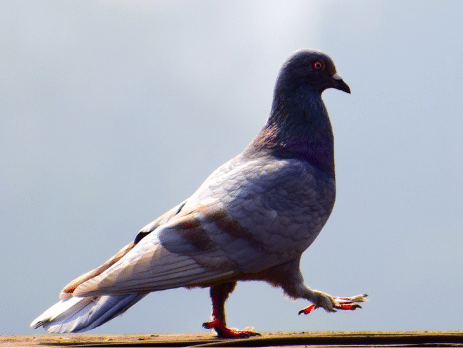 LUCIFER Repousseur Anti Pigeon à ULTRASONS à Piles pour Oiseaux