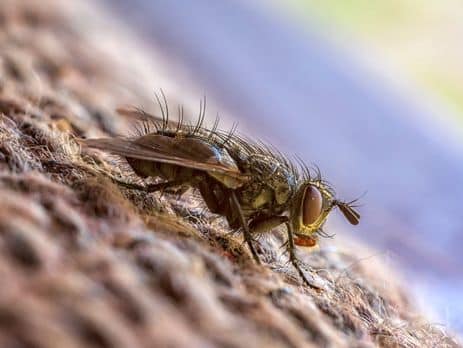 Éloigner les mouches à l'extérieur de votre maison - REPULSATOR