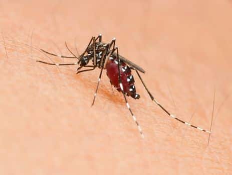 Efficacité zéro pour certains répulsifs anti-moustiques