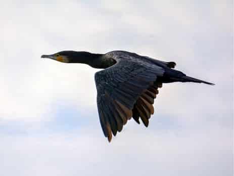 cormoran repulsif