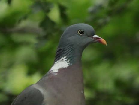 Comment Choisir Son Système Anti-Pigeon - Provence Nuisibles